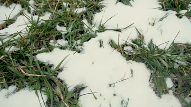 Primer plano de brotes jóvenes de trigo de invierno o cebada en el campo cubierto de nieve — Vídeo de stock