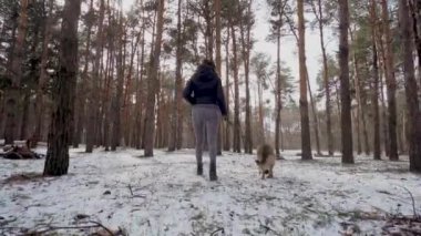 Kadın, kışın karlı çam ormanlarında tasmalı çoban köpeğini gezdirir.