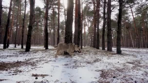 Покинутий самотній сумний пастух у комірі на повідку, прив'язаний до соснового дерева в лісі — стокове відео