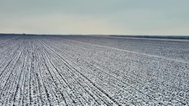 Letecký pohled na chladnou zimní krajinu s rostoucí pole pokryté mrazem sníh — Stock video