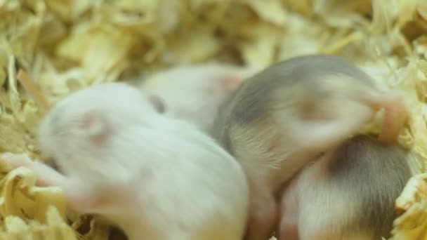Primo piano macro vista di pochi piccoli cuccioli di criceti domestici neonati in den di segatura — Video Stock