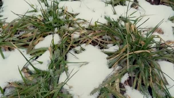 Warstwa pokryta pszenicą ozimą lub jęczmieniem po opadach śniegu na polu w pochmurny dzień — Wideo stockowe
