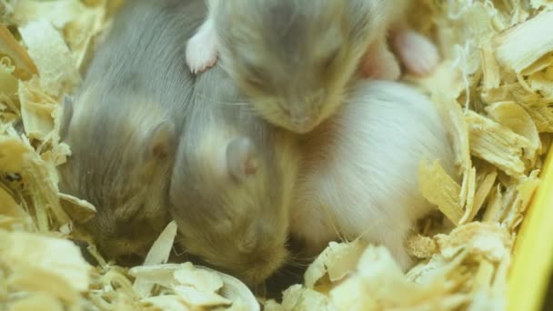 Closeup macro view of hamster family newly born babies on farm in nest of sawdust — Stock Video