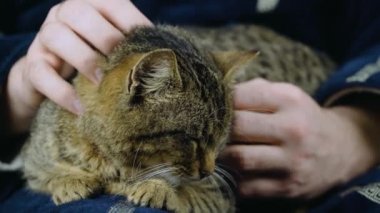 Cute domestic ginger striped cat dozing on man hands