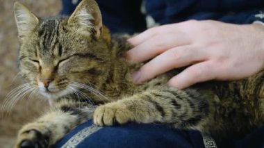 Genç ve güzel çizgili kedi güzel sahibinin üzerinde dinleniyor ve mutlu hayvan hayatının tadını çıkarıyor.