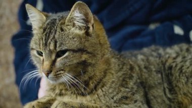 Zencefilli tekir kedi erkek elleri üzerinde oturuyor ve etrafa bakıyor.