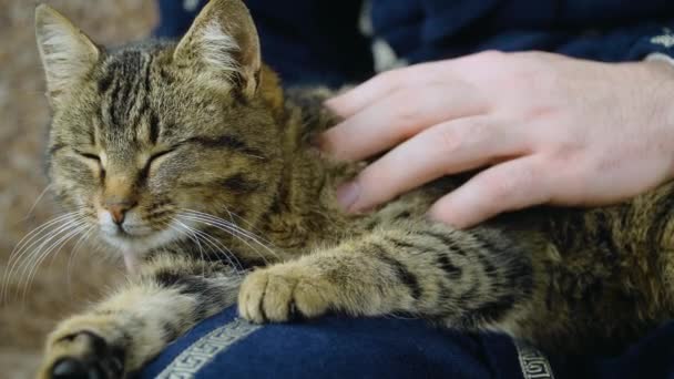 若い美しい縞模様の猫は美しい所有者の男性にリラックスし、幸せな動物の生活を楽しむ — ストック動画