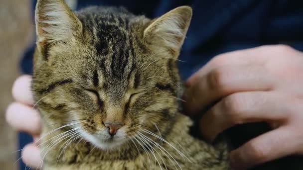 Ingefära tabby katt sover på mannen händer och sedan öppnar sin stora gröna ögon och tittar på kameran — Stockvideo