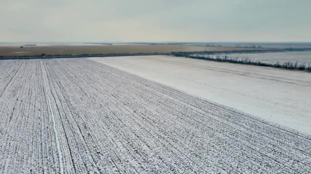 Аэрофотосъемка пшеничного поля, покрытого снегом и пшеницей или ячменем на зимних сельскохозяйственных угодьях — стоковое видео