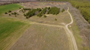 Genç çam ağaçlarıyla kumlu topraklarda tarım tarlalarının yanında büyüyen kış ekinleri olan küçük bir bahçe.