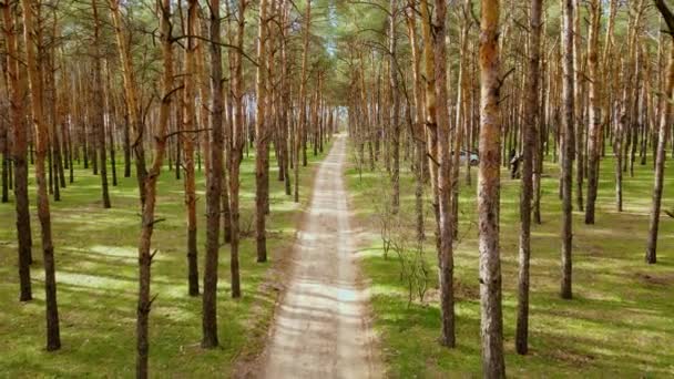 Sobrevolando el camino del campo arenoso en el bosque entre pinos en la madera en el día soleado de primavera y personas descansando detrás de los árboles — Vídeos de Stock