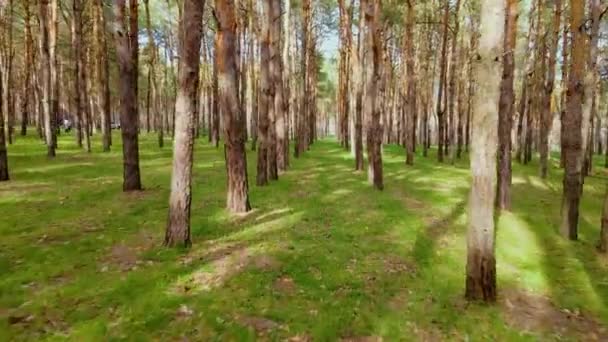 Warme zonnestralen verlichten stammen van bomen in het bos en oude oudere vrouw lopen tussen dennen op zelfisolatie van corona virus epidemie — Stockvideo