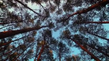 Akşam gökyüzü olan yemyeşil çam iğnelerinin dibine. Ormanda büyük ağaçlarla yürüyorum