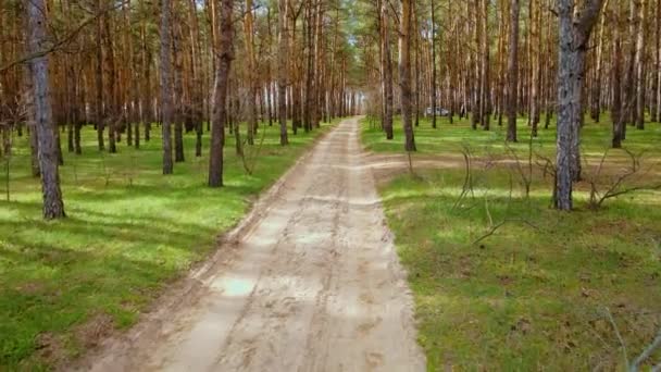 Camino arenoso a través del bosque con pinos altos y entre muchas agujas caídas en madera — Vídeos de Stock