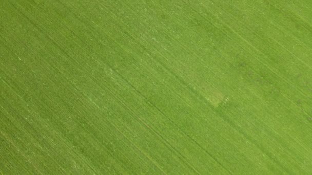 Vue du haut vers le bas sur un grand beau champ avec des cultures céréalières d'orge ou de blé. Peut être utilisé comme texture de morceau de tissu — Video