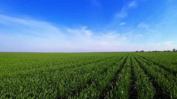 时间流逝- -在麦田或大麦作物上移动的云彩.农艺学行业时间方向的快速变化 — 图库视频影像