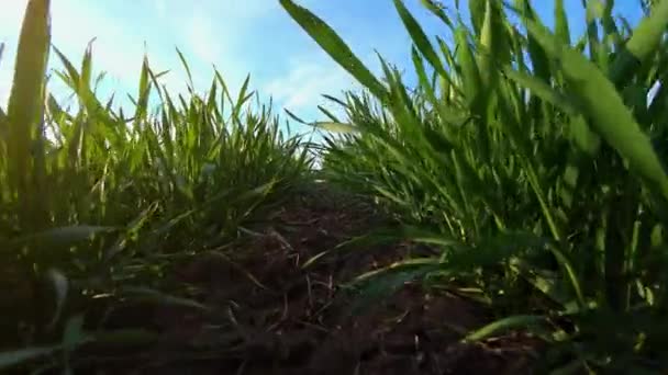 Rader av unga gröna vetekorn groddar i agronomiska fältet nära upp med bryta strålar av kvällssol på våren — Stockvideo
