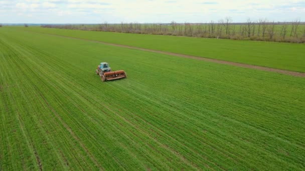 Старый ретро-винтажный трактор с колесным удобрением способствует защите растений от ячменя и пшеницы — стоковое видео