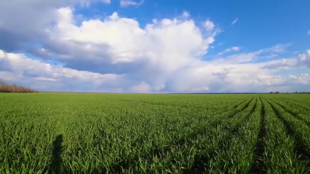 Timelapse witte gezwollen wolken bewegen snel over jonge spruiten van tarwe, gerst of rogge en planten zwaaien in de wind in de tijd interval. Prachtig kleurrijk landschap — Stockvideo