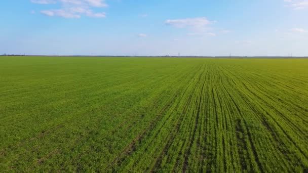 Fileiras de rebentos de centeio verde jovens em campo agronómico com culturas crescentes de trigo ou cevada — Vídeo de Stock