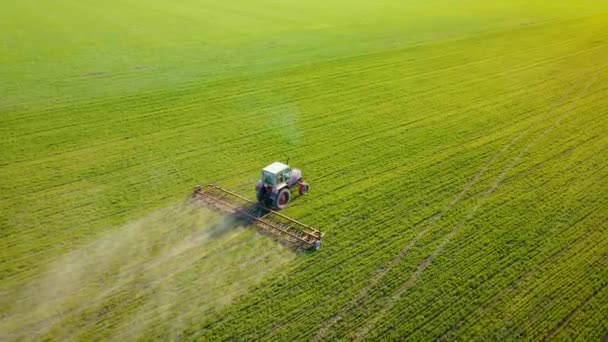 Kraftig traktor med tannharv behandler kornavlinger for å øke oksygeninntrengningen til rotsystemet av hvete ved solnedgang – stockvideo