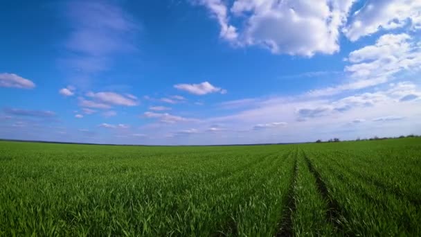 Плоский луговий проміжок у весняний час. Дика нескінченна природа та сільське поле. Пухнасті хмари в блакитному небі над зеленою травою — стокове відео