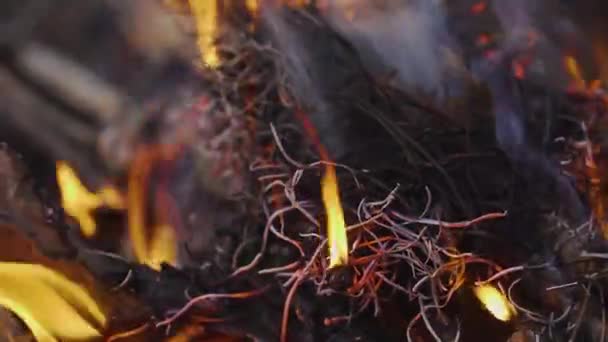 Video av eld och lågor för att förbereda grillkött på grillen. Närbild torr växt förblir brinna under påverkan av extrema temperaturer släppa moln av grå rök — Stockvideo