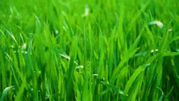 Hermosas semillas de cultivo de cebada en la planta que crece en el campo verde exuberante. Magníficas hojas jugosas y hojas verdes — Vídeo de stock