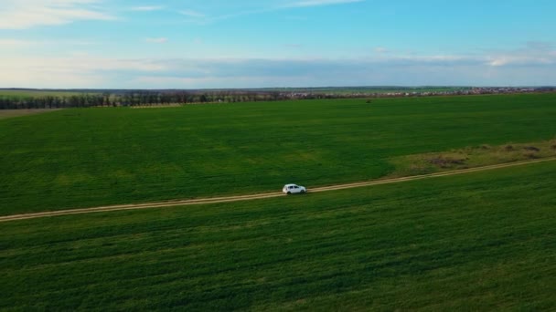 Widok z lotu ptaka na biały mały hatchback biegnie wzdłuż wiejskiej drogi pomiędzy agronomicznymi polami pszenicy i jęczmienia o zachodzie słońca wiosną daleko poza miastem. — Wideo stockowe