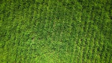 Kırsal arazinin üzerinde uçarken sabah güneş doğarken büyüyen arpa tarlaları...