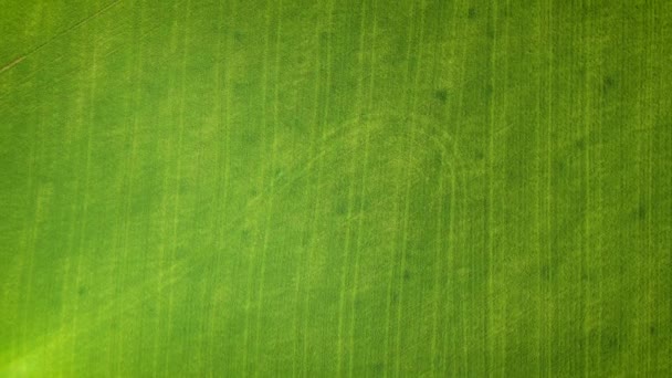 Drohnenschuss über Weizenfeldern. kann als Textur oder Stück Stoff verwendet werden — Stockvideo