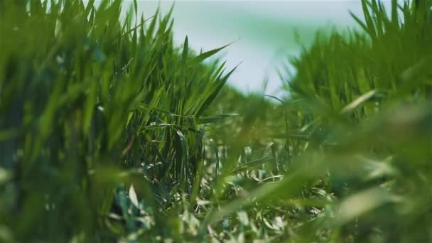 Schöne Gerstensamen auf Pflanzen, die auf einem saftig grünen Feld wachsen. Wunderschöne saftige Blätter und grüne Blätter in Zeitlupe — Stockvideo