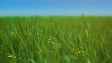 Bulutlu bahar gününde yeşil tarlaların güzel manzarası. Kırsalda buğday ekinleri