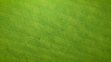 Yeşil mısır tarlasında hava görüntülü drone kamera uçuşu. Tarım gıda üretimi, yukarıdan plantasyon, ekin hasadı dokusu