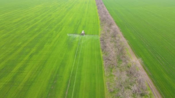 木材帯近くの化学肥料を使用して日没時に小麦作物畑を噴霧農家の空中ドローンショット — ストック動画