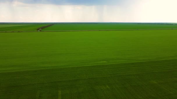 Agricultural field with green crops of wheat under grey rainy sky with dark clouds at early spring — Stock Video