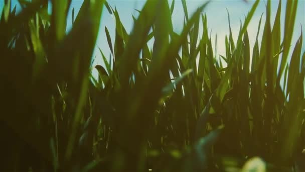 Sol brillando sobre hermosas semillas de trigo en las plantas que crecen en el exuberante campo verde. Hojas jugosas magníficas y hojas verdes en cámara lenta — Vídeos de Stock