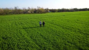 Beyaz kadın ve erkek tarlada dikilip hasattan bahsediyorlar. İki çiftçi güneş ışığında yeşil buğday bitkilerini inceliyor.