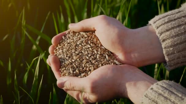 Close up wheat seeds in male hands. Farmer holding crop harvest against green field background at sunset — Stock Video
