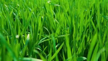 Sahada kameranın hareketi, güneşin altındaki yeşil buğday filizleri boyunca. Arpa ve tahıl yetiştiriyor. Baharda çavdar tohumları