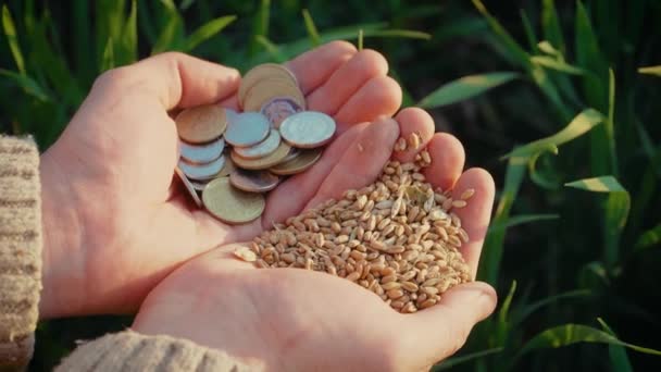 Закрыть зерно пшеницы и монеты в мужских руках после хорошего урожая успешного фермера на фоне зеленых сельскохозяйственных культур в поле — стоковое видео