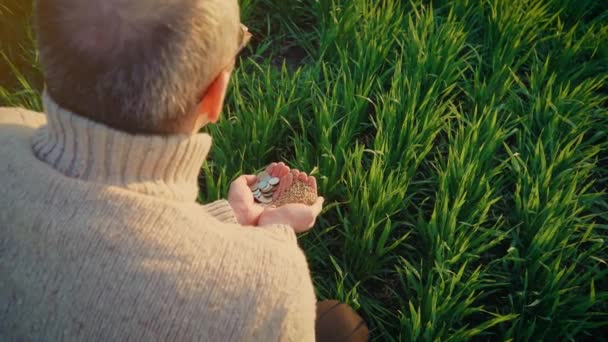 Wheat grain and coins in senior male hands after good harvest of successful old farmer in background of green growing crops in field at sunset — Stock Video