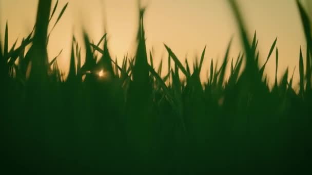 Campo de trigo no início da primavera ao pôr-do-sol. Cultivo de centeio. Agricultura germe de cevada jovem com lentes flares — Vídeo de Stock