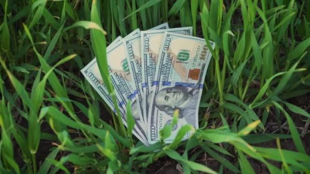 数百美元的未集中的钞票夹在农田里的绿小麦芽和日落时分的轻风之间 — 图库视频影像