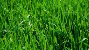 Erken bahar yeşil buğday tarlası Kış sonrası büyüyen tarım ekinleri