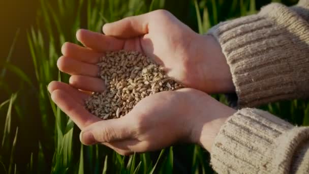 畑の緑の栽培作物を背景に、成功した農家の良い収穫後に手に小麦の穀物の閉鎖 — ストック動画