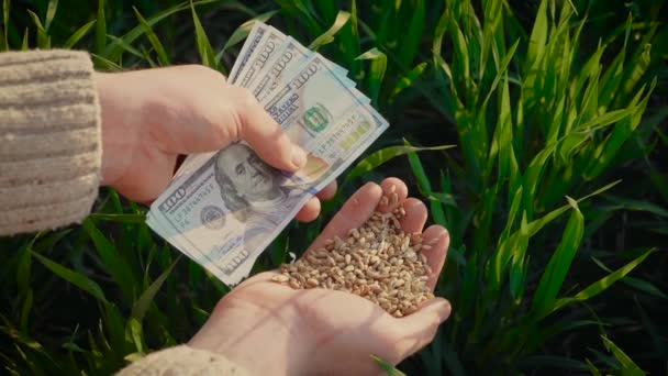 Grão de trigo e dólares na mão masculina após boa colheita do agricultor bem sucedido no fundo de culturas verdes em campo — Vídeo de Stock