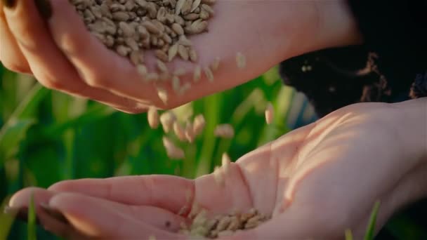 Slow motion. Close up. Female hands. Palms are filled with dry wheat. Grain slowly falls, pours down — Stock Video