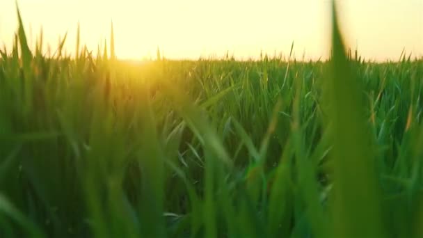 Akşamları büyük tarım ekinleri tarlasında günbatımında yeşil buğday manzarası yavaş çekim alevleniyor. — Stok video