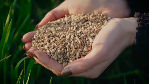 Пшеничное зерно в женской руке после хорошего урожая успешного фермера на фоне зеленых культур выращивания в поле — стоковое видео